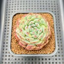 Echeveria 'White Farm' 2" Succulent Plant Cutting