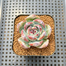 Echeveria 'Black Sabbath' 1"-2" Unique Clone Succulent Plant