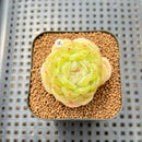 Echeveria 'White Lover' 2"-3" Succulent Plant Cutting