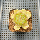 Echeveria 'White Lover' 2"-3" Succulent Plant Cutting