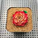 Echeveria 'Sarahime' Hybrid 1" Succulent Plant Cutting