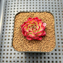 Echeveria 'Sarahime' Hybrid 1" Succulent Plant Cutting