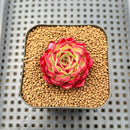 Echeveria 'Sarahime' Hybrid 1" Succulent Plant Cutting