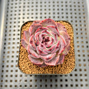 Echeveria 'Yasmin' 2" Succulent Plant Cutting
