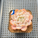 Echeveria 'Sung Young' 2" Succulent Plant Cutting