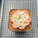 Echeveria 'Sung Young' 2" Succulent Plant Cutting