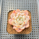 Echeveria 'Sung Young' 2" Succulent Plant Cutting