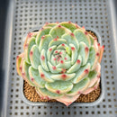 Echeveria Chihuahuaensis Lightly Variegated 3" Succulent Plant Cutting
