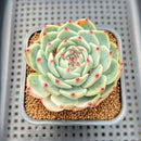 Echeveria Chihuahuaensis Lightly Variegated 3" Succulent Plant Cutting