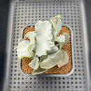 Cotyledon Undulata 'Shires Hobbit' 3" Succulent Plant Cutting