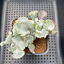 Cotyledon Undulata 'Shires Hobbit' 3" Succulent Plant Cutting