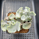 Cotyledon Undulata 'Shires Hobbit' 3" Succulent Plant Cutting