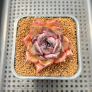 Echeveria 'Odette' 2" Succulent Plant Cutting