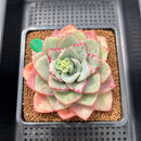 Echeveria 'Blue Velvet' 5" New Hybrid Succulent Plant Cutting
