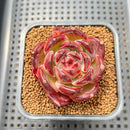 Echeveria 'Daredevil' 2" Type A Succulent Plant Cutting