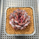 Echeveria 'Black Coco' 2" Succulent Plant Cutting