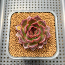 Echeveria 'Tarantula' 2" New Hybrid Succulent Plant Cutting