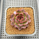 Echeveria 'Tarantula' 2" New Hybrid Succulent Plant Cutting