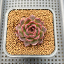 Echeveria 'Tarantula' 2" New Hybrid Succulent Plant Cutting
