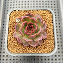 Echeveria 'Tarantula' 2" New Hybrid Succulent Plant Cutting