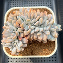 Graptoveria 'Lalla' Crested 4"-5" Succulent Plant Cutting