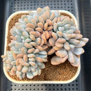 Graptoveria 'Lalla' Crested 4"-5" Succulent Plant Cutting