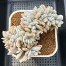 Graptoveria 'Lalla' Crested 4"-5" Succulent Plant Cutting