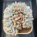 Graptoveria 'Lalla' Crested 4"-5" Succulent Plant Cutting