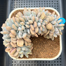 Graptoveria 'Lalla' Crested 4"-5" Succulent Plant Cutting