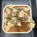 Delosperma Echinatum Variegated 3"-4" Cluster Succulent Plant Cutting
