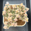 Delosperma Echinatum Variegated 3"-4" Cluster Succulent Plant Cutting