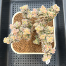 Delosperma Echinatum Variegated 3"-4" Cluster Succulent Plant Cutting