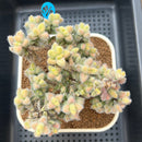 Delosperma Echinatum Variegated 3"-4" Cluster Succulent Plant Cutting