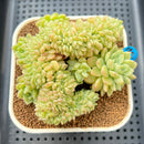 Sedeveria sp. Crested 3" Succulent Plant Cutting
