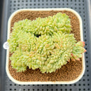 Sedeveria sp. Crested 3" Succulent Plant Cutting