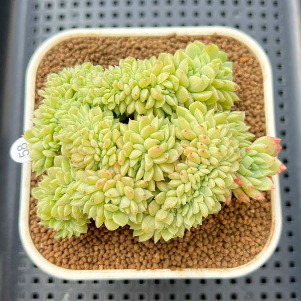 Crested Succulents  True Succulents Plant Co.