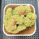 Sedeveria sp. Crested 3" Succulent Plant Cutting