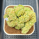Sedeveria sp. Crested 3" Succulent Plant Cutting