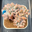 Graptoveria 'Opalina' Crested 3"-4" Succulent Plant Cutting