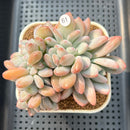 Graptoveria 'Opalina' Crested 3"-4" Succulent Plant Cutting