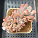 Graptoveria 'Opalina' Crested 3"-4" Succulent Plant Cutting