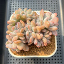 Graptoveria 'Opalina' Crested 3"-4" Succulent Plant Cutting