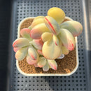 Cotyledon 'Orbiculata' Variegated 3"-4" Succulent Plant Cutting