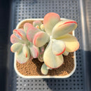 Cotyledon 'Orbiculata' Variegated 3"-4" Succulent Plant Cutting