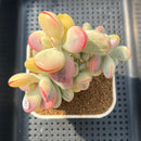 Cotyledon 'Orbiculata' Variegated 3"-4" Succulent Plant Cutting