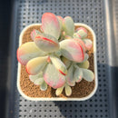 Cotyledon 'Orbiculata' Variegated 3"-4" Succulent Plant Cutting