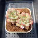 Echeveria 'Adella' 2"-3" Succulent Plant Cutting