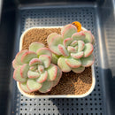 Echeveria 'Adella' 2"-3" Succulent Plant Cutting