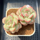 Echeveria 'Adella' 2"-3" Succulent Plant Cutting