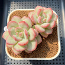 Echeveria 'Adella' 2"-3" Succulent Plant Cutting